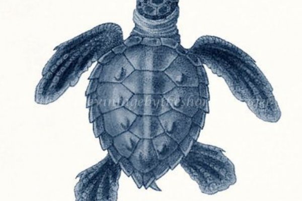 Kraken at17