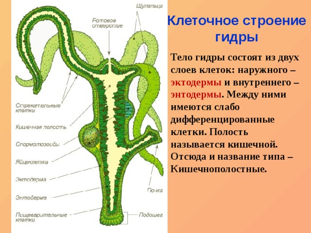 Кракен онион kraken dark link
