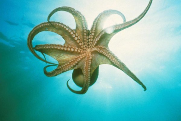 Kraken 25 at